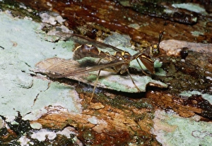 Taman Negara National Park Prints: Mantispid lacewing