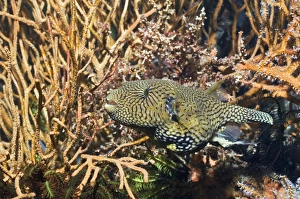 Map pufferfish Print