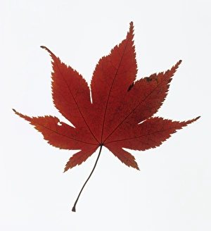 Maple Tree Images Prints: Maple leaf