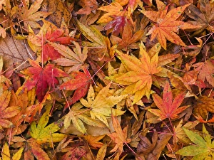 Fall Colors Prints: Maple leaves on ground
