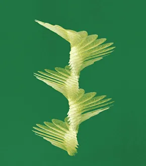Prints of Maple seed flight path. Multi-flash photo composition of a maple seed (Acer sp.) spinning as it falls. Maple seeds are attached to the tree in pairs Images Dated 2010 May: Maple Seed in Flight Print