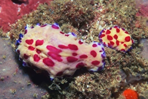 Images Dated 31st January 2005: Marine flatworm on coral Print