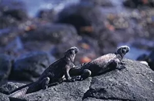 Images Dated 28th March 2003: Marine iguanas
