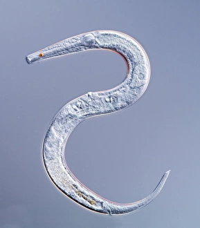 North Sea Marine Life Prints: Marine nematode worm, light micrograph