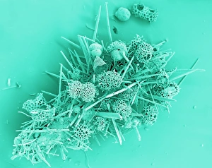 Images Dated 13th August 2009: Marine protozoa shells Print, SEM image