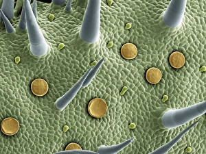 Images Dated 23rd May 2008: Marjoram Leaf Surface Print, SEM Image