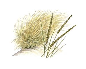 Marram grass (Ammophila arenaria) C016/3311 Marram grass (Ammophila arenaria) C016/3311