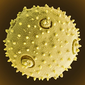 SEM Images Of Pollen Prints: Marrow pollen grain, SEM