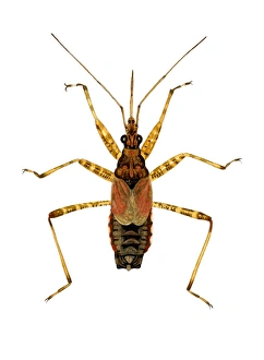 Prints of Marsh damsel bug (Dolichonabis limbatus). This predatory bug measures between 7.5-9mm in length Images Dated 2006 February: Marsh Damsel Bug Print, 7.5-9mm length, micropterous wings