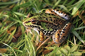 European Frog Species Prints: Marsh frog C014 / 0481