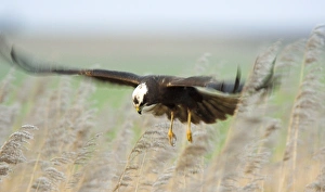 Wetland Birds UK Prints: Marsh harrier