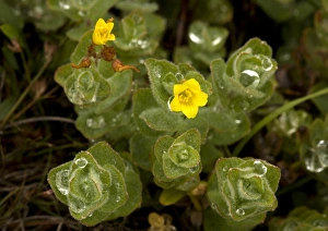 Wetland Flora Prints: Marsh St. Johns wort (Hypericum elodes)
