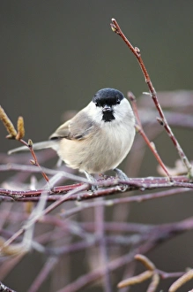 British Birds In Snow Prints: Marsh Tit