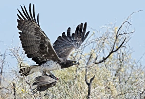 Martial Eagle Prints: Martial Eagle in flight with prey