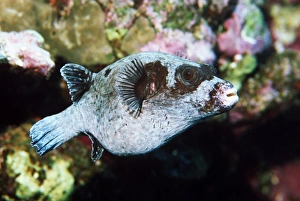 Egyptian Wildlife Photos Prints: Masked pufferfish