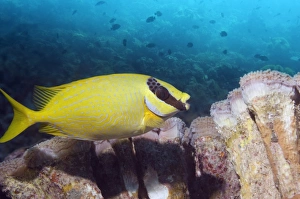 Bony Fish Biology Prints: Masked rabbitfish
