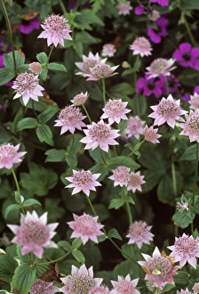 White And Pink Flowers Prints: Masterwort (Astrantia maxima)
