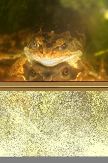 Common Frog Mating Prints: Mating common frogs