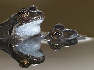 Rana Temporaria Behavior Prints: Mating pair of Common Frogs