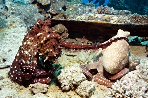 Common Reef Octopus Prints: Mating pair of day octopuses