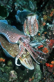 Mating pharaoh cuttlefish Mating pharaoh cuttlefish