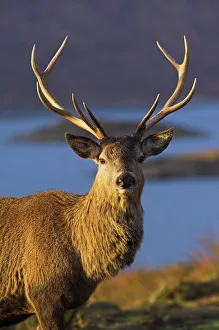 Scottish Wildlife Prints: Mature red deer stag