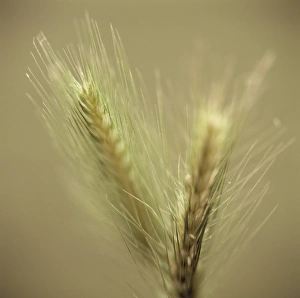 Rye Grain Prints: Maturing ears of rye