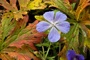 Meadow Cranesbill Print - Autumn Bloom in Romanian Hay Meadow