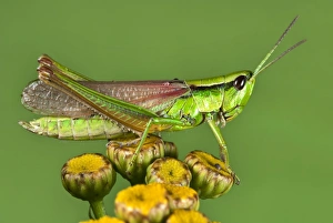 Meadow Grasshopper Prints: Meadow grasshopper