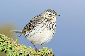 Juniper Bush Prints: A Meadow Pipit