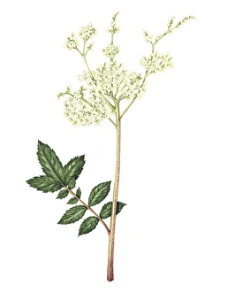 Filipendula Ulmaria Prints: Meadowsweet, artwork