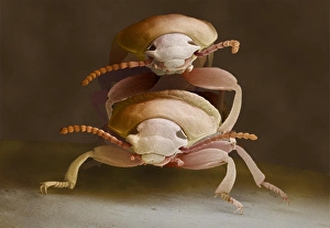Images Dated 2001: Mealworm Beetles Mating Print