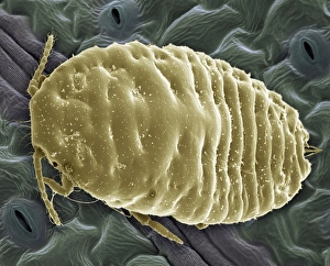 Coloured Scanning Electron Microscopy (SEM) Prints: Mealy bug, SEM
