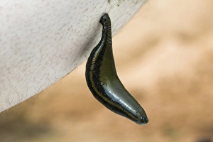 Images Dated 14th February 2007: Medicinal leech (Hirudo medicinalis) Print