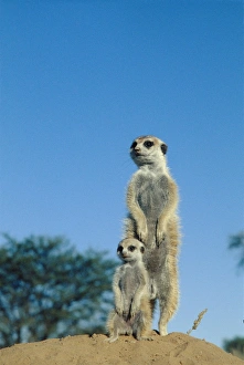 Kalahari Gemsbok National Park Prints: Meerkats