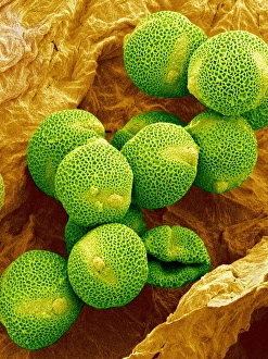 Pollen Grain Morphology Prints: Melon pollen, SEM