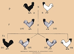 Mendelian inheritance Mendelian inheritance