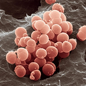 Images Dated 27th February 2013: Meningitis bacteria Print, SEM image of Neisseria meningitidis