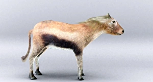 Prints of Merychippus. Artists impression of the extinct horsel Merychippus. This species lived during the Miocene epoch between 17 and 11 million years ago. It is thought to be the first horse to graze Images Dated 2006 February: Merychippus Merychippus Print: An artist's impression of the extinct horse