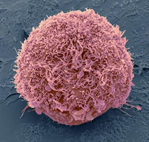 Images Dated 24th January 2013: Mesenchymal stem cell Print, SEM image of a single human MSC