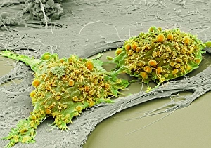 Images Dated 7th March 2013: Print of Mesenchymal stem cells in SEM