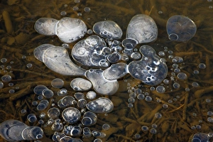 Methane Bubbles in Frozen Pond Print