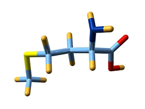 Amino Acid Structure Prints: Methionine, molecular model