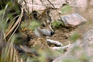 Mexican Gray Wolf Print