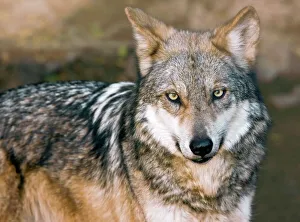 Endangered Species Prints: Mexican Gray Wolf