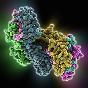 Images Dated 16th January 2013: MHC Protein-Antigen Complex Print