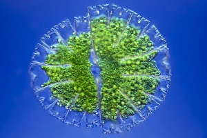 Light Micrograph Images Prints: Micrasterias desmid, light micrograph