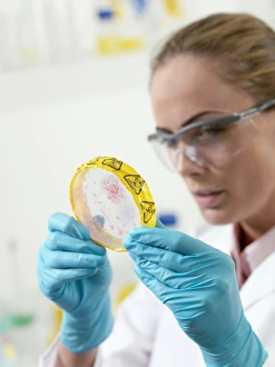 Science Laboratory Equipment Prints: Microbiological research