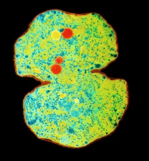 Microcystis blue-green alga Microcystis blue-green alga