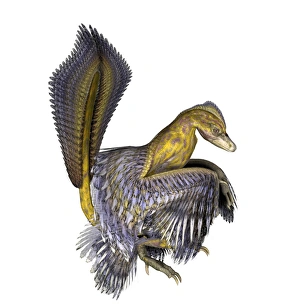 Feathered Dinosaurs Prints: Microraptor dinosaur